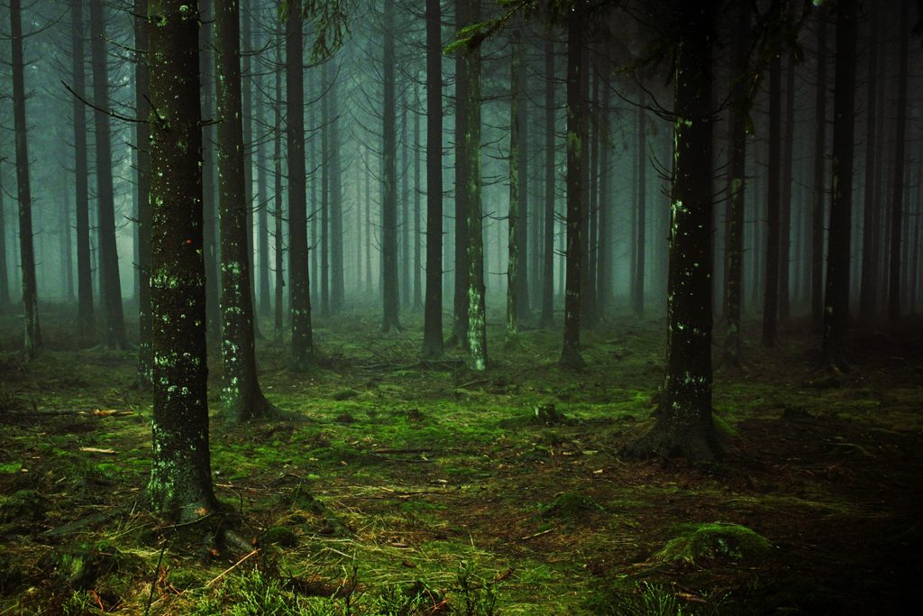 Podcast à écouter : Après un été marqué par les incendies et les mégafeux, redécouvrez le rêve de forêt primaire de Francis Hallé