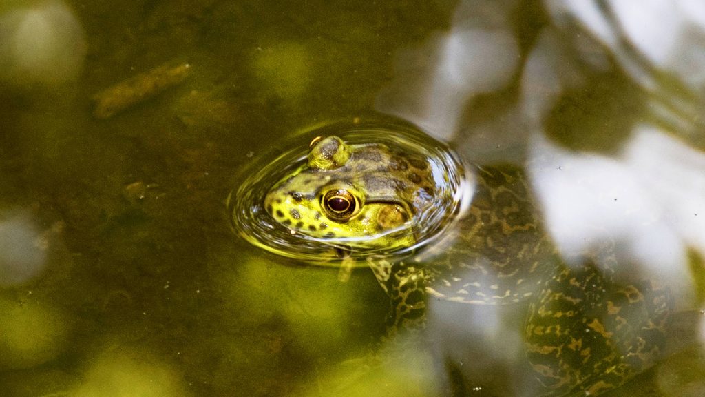 Chaleur poisseuse, grenouilles cannibales et faux-semblants : la comédie humaine déraille dans Les diables de Beausanges