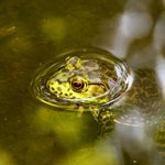Chaleur poisseuse, grenouilles cannibales et faux-semblants : la comédie humaine déraille dans Les diables de Beausanges